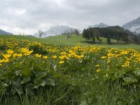 Caltha palustris 42, Gewone dotterbloem, Saxifraga-Jan van der Straaten