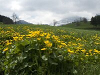 Caltha palustris 46, Gewone dotterbloem, Saxifraga-Jan van der Straaten