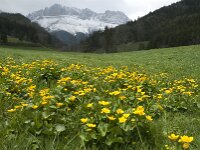 Caltha palustris 48, Gewone dotterbloem, Saxifraga-Jan van der Straaten