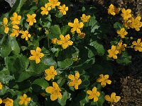 Caltha palustris 6, Gewone dotterbloem, Saxifraga-Jan van der Straaten