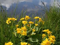 Caltha palustris 63, Gewone dotterbloem, Saxifraga-Jeroen Willemsen