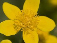 Caltha palustris 64, Gewone dotterbloem, Saxifraga-Luc Hoogenstein