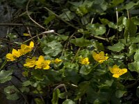 Caltha palustris 65, Gewone dotterbloem, Saxifraga-Jan van der Straaten