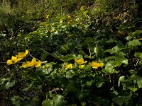 Caltha palustris 66, Gewone dotterbloem, Saxifraga-Jan van der Straaten