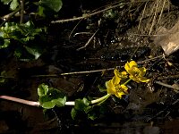 Caltha palustris 67, Gewone dotterbloem, Saxifraga-Jan van der Straaten