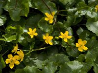 Caltha palustris 68, Gewone dotterbloem, Saxifraga-Jan van der Straaten