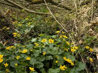Caltha palustris 70, Gewone dotterbloem, Saxifraga-Jan van der Straaten