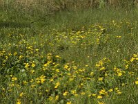 Caltha palustris 71, Gewone dotterbloem, Saxifraga-Jan van der Straaten