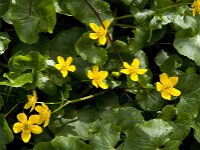 Caltha palustris 72, Gewone dotterbloem, Saxifraga-Jan van der Straaten