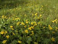 Caltha palustris 73, Gewone dotterbloem, Saxifraga-Jan van der Straaten