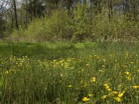 Caltha palustris 74, Gewone dotterbloem, Saxifraga-Jan van der Straaten