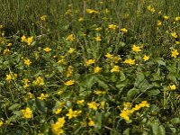 Caltha palustris 75, Gewone dotterbloem, Saxifraga-Jan van der Straaten