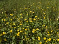 Caltha palustris 76, Gewone dotterbloem, Saxifraga-Jan van der Straaten
