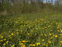 Caltha palustris 77, Gewone dotterbloem, Saxifraga-Jan van der Straaten