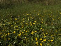 Caltha palustris 78, Gewone dotterbloem, Saxifraga-Jan van der Straaten