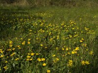Caltha palustris 79, Gewone dotterbloem, Saxifraga-Jan van der Straaten