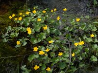 Caltha palustris 8, Gewone dotterbloem, Saxifraga-Jan van der Straaten