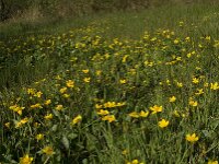 Caltha palustris 80, Gewone dotterbloem, Saxifraga-Jan van der Straaten