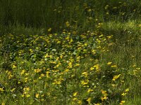 Caltha palustris 81, Gewone dotterbloem, Saxifraga-Jan van der Straaten