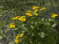 Caltha palustris 82, Gewone dotterbloem, Saxifraga-Jan van der Straaten