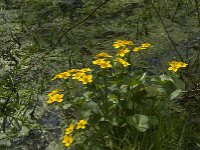 Caltha palustris 84, Gewone dotterbloem, Saxifraga-Jan van der Straaten