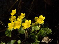 Caltha palustris 85, Gewone dotterbloem, Saxifraga-Jan van der Straaten
