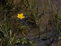 Caltha palustris 94, Gewone dotterbloem, Saxifraga-Willem van Kruijsbergen