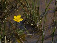 Caltha palustris 95, Gewone dotterbloem, Saxifraga-Willem van Kruijsbergen