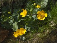 Caltha palustris 98, Gewone dotterbloem, Saxifraga-Willem van Kruijsbergen