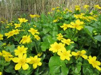 Caltha palustris ssp araneosa 162, Spindotterbloem, Saxifraga-Ernst-Jan van Haaften