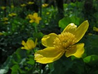Caltha palustris ssp araneosa 174, Spindotterbloem, Saxifraga-Ed Stikvoort