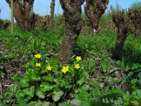Caltha palustris ssp araneosa 180, Spindotterbloem, Saxifraga-Ed Stikvoort