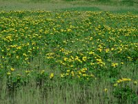 Caltha palustris ssp araneosa 181, Spindotterbloem, Saxifraga-Ed Stikvoort