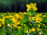 Caltha palustris ssp araneosa 182, Spindotterbloem, Saxifraga-Ed Stikvoort