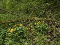 Caltha palustris ssp palustris 92, Gewone dotterbloem, Saxifraga-Willem van Kruijsbergen