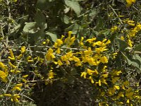 Calycotome infesta