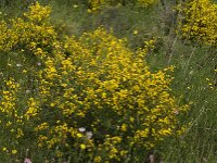 Calycotome infesta 3, Saxifraga-Jan van der Straaten