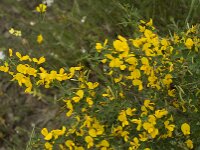 Calycotome infesta 4, Saxifraga-Jan van der Straaten