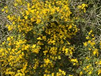 Calycotome infesta 5, Saxifraga-Jan van der Straaten