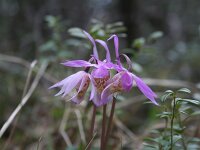 Calypso bulbosa