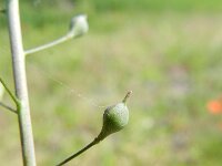 Camelina microcarpa