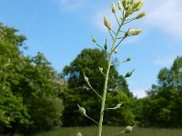 Camelina microcarpa 10, Kleinzadige huttentut, Saxifraga-Ed Stikvoort
