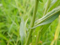 Camelina microcarpa 2, Kleinzadige huttentut, Saxifraga-Rutger Barendse