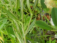 Camelina microcarpa 4, Kleinzadige huttentut, Saxifraga-Rutger Barendse