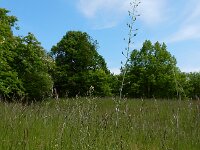 Camelina microcarpa 8, Kleinzadige huttentut, Saxifraga-Ed Stikvoort