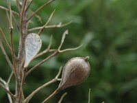 Camelina sativa, Gold of Pleasure