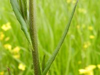 Camelina sativa 2, Huttentut, Saxifraga-Rutger Barendse
