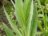 Camelina sativa 6, Huttentut, Saxifraga-Rutger Barendse