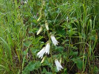Campanula alliariifolia