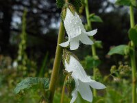 Campanula alliariifolia 2, Saxifraga-Ed Stikvoort
